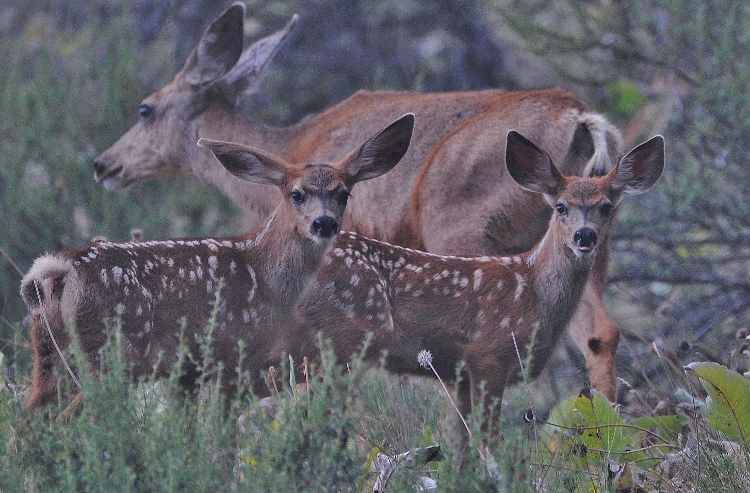two fawns